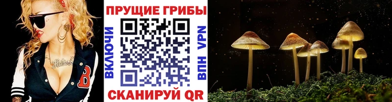 Псилоцибиновые грибы Psilocybe  Жердевка 